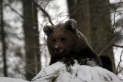 Caccia e fauna selvatica